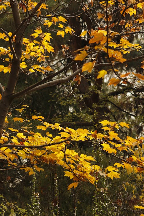 A Tree with Yellow Leaves