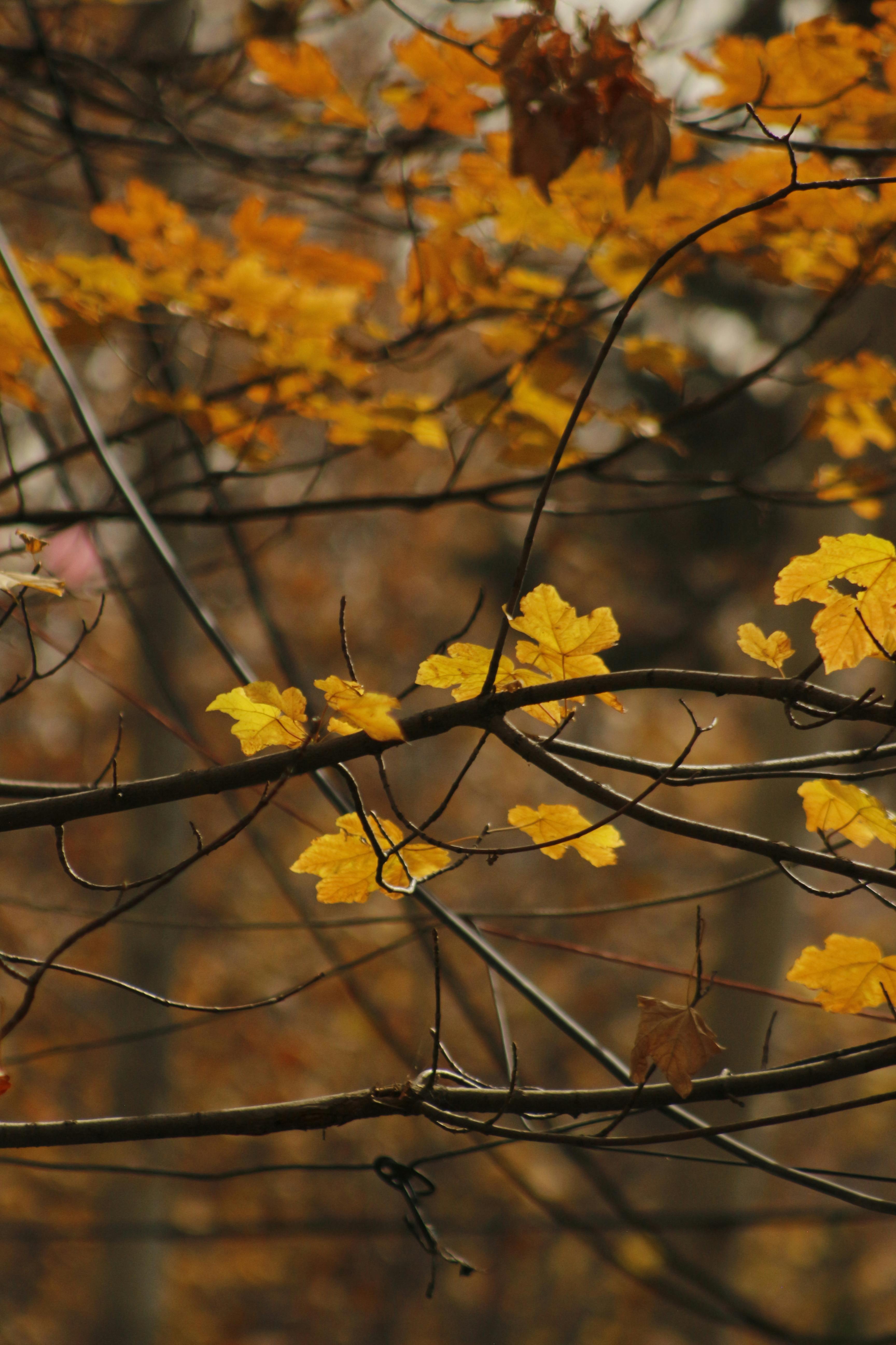 A close-up of autumn yellow leaves on branches, capturing the essence of fall.