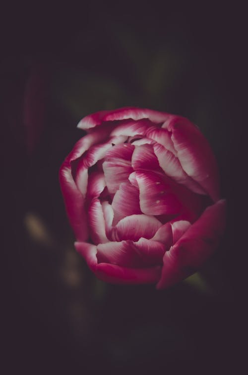 A Close-up Shot of a Pink Flower in Full Bloom