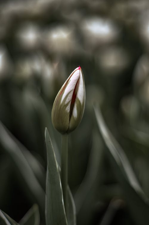 Photo of a Tulip Bud