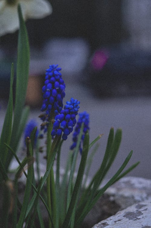 Close-up Photo of Garden Grape-hyacinth