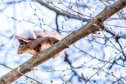 Free A red squirrel perched on a tree branch in a bright spring forest setting. Stock Photo