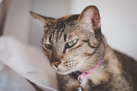 一只家养虎斑猫的特写，它戴着粉色项圈，眼睛富有表情