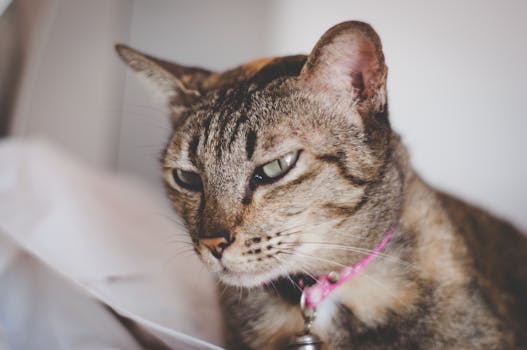 一只家养虎斑猫的特写，它戴着粉色项圈，眼睛富有表情