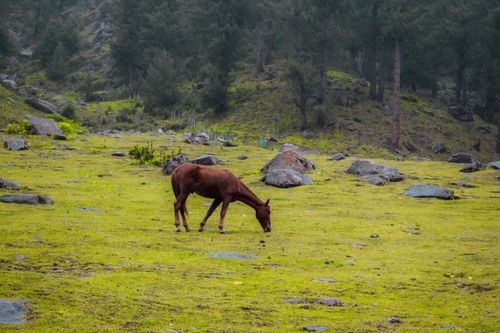 Free A brown horse peacefully grazes in a lush green pasture surrounded by rocks and trees. Stock Photo