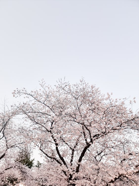 A Tree with Cherry Blossom Flowers