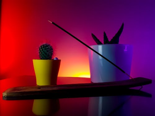 Darmowe zdjęcie z galerii z ceramiczny wazon, kadzidło, kaktus