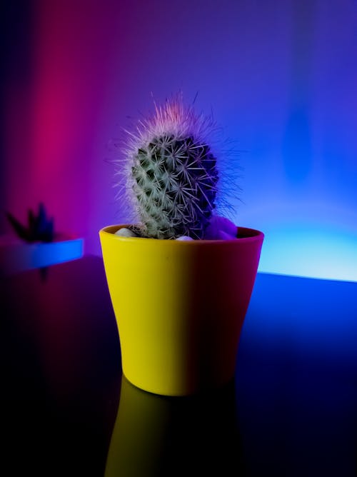 Darmowe zdjęcie z galerii z ceramiczny wazon, kaktus, waza