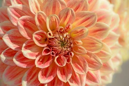 Free A Close-up Shot of a Dahlia Flower in Full Bloom Stock Photo
