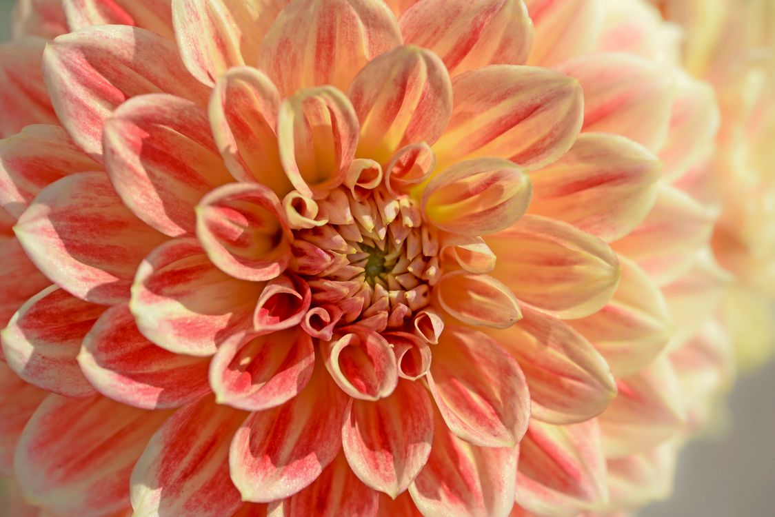 A Close-up Shot of a Dahlia Flower in Full Bloom · Free Stock Photo