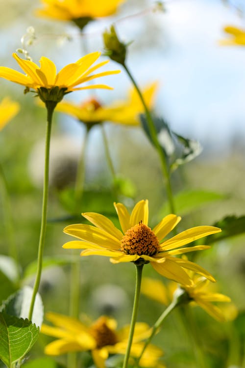 Foto d'estoc gratuïta de creixement, delicat, flora