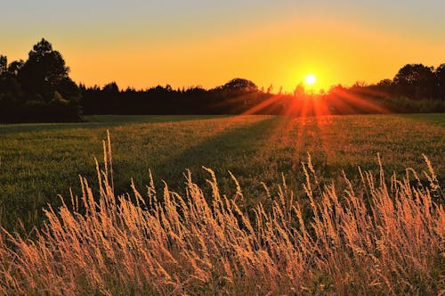 Raios De Sol No Campo De Grama Verde