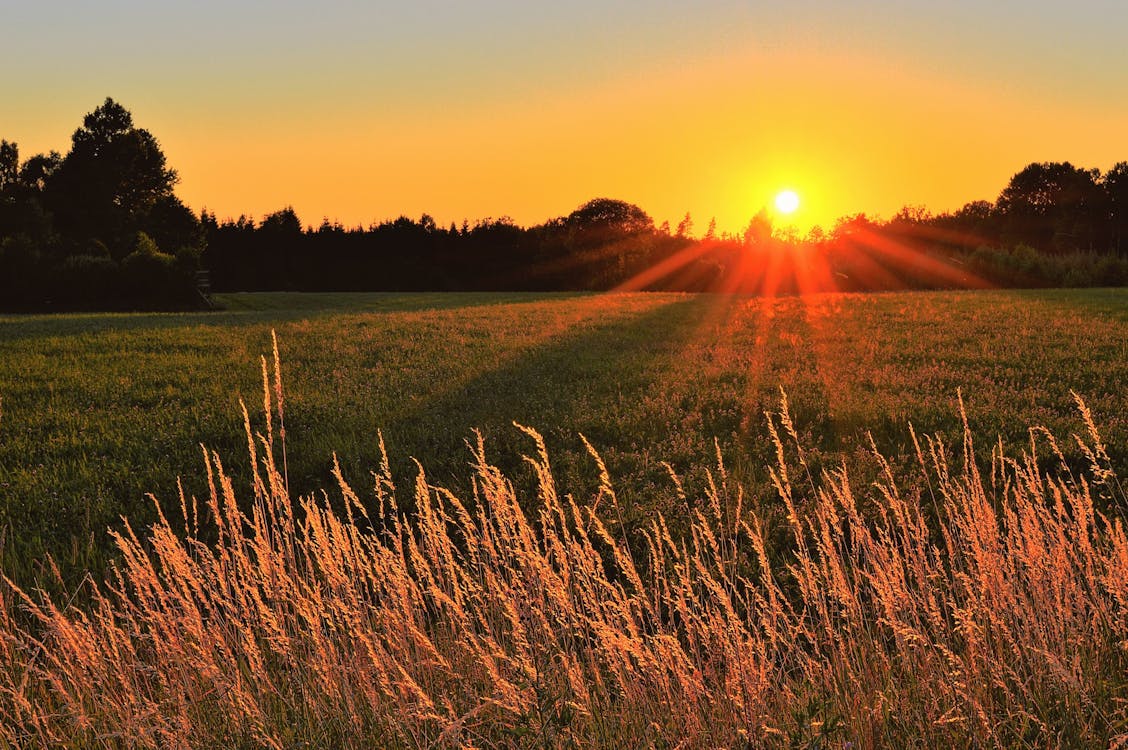 Free Sunray Across Green Grass Field Stock Photo