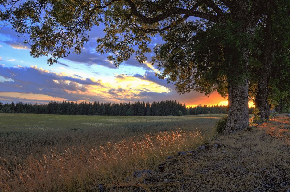 Tranquil countryside at sunset with trees and open field, capturing nature's beauty.