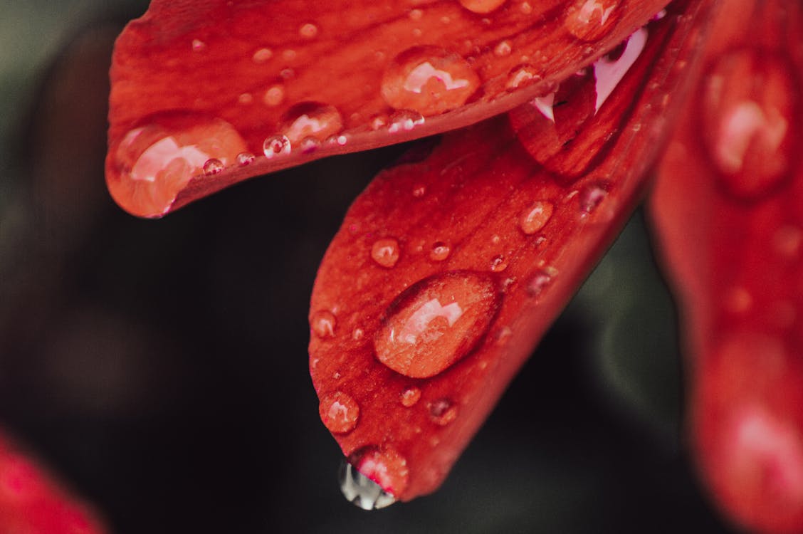 Macro Shot of Red Petals with Water Droplets