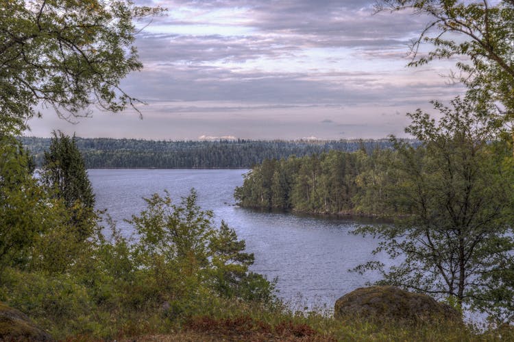 Body Of Water Surrounded By Trees At Daytime