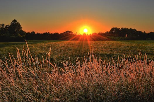Beautiful sunset over a tranquil rural grassland with vivid orange skies, perfect for nature backgrounds.