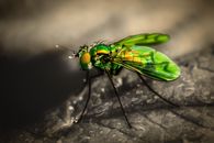 Bug off Images
