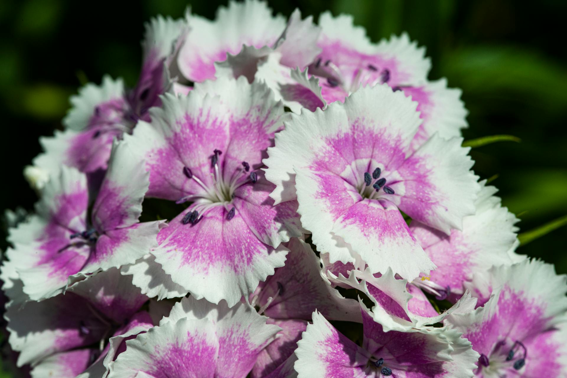 Detailed view of vivid Sweet William flowers showcasing purple and white petals.