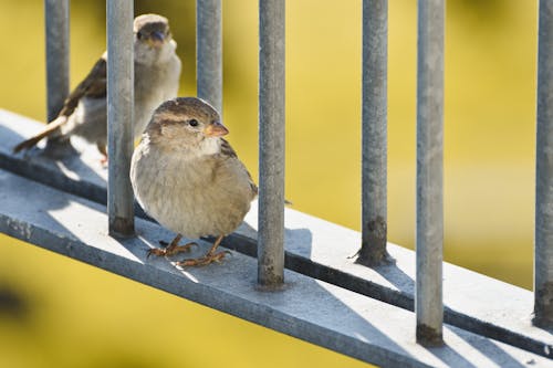 Fotos de stock gratuitas de animales, aves, aviar