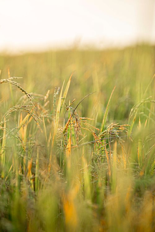 Free Dew-kissed rice field with soft morning light, capturing serene natural beauty. Stock Photo