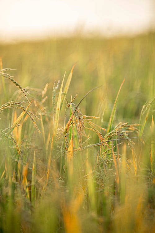 Close-up of Meadow Grass 
