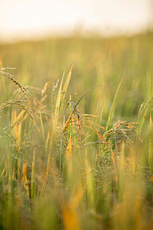 Free Close focus on sunlit wheat stalks swaying gently in a meadow with warm morning light. Stock Photo