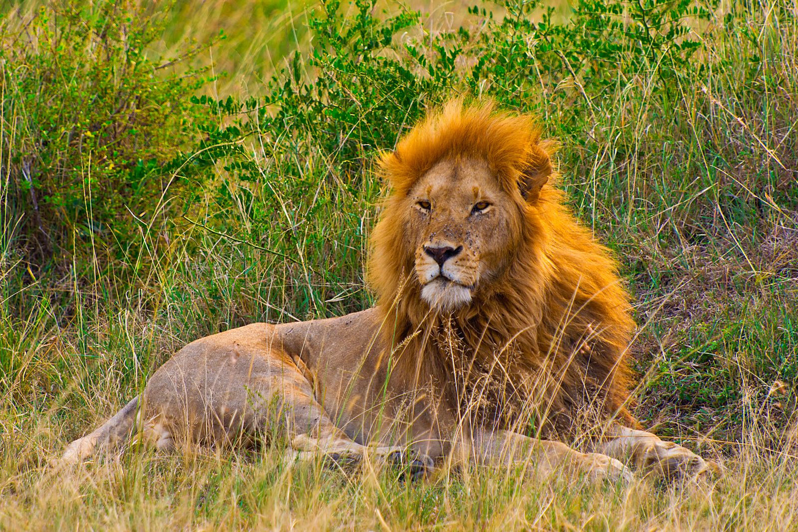 Masai Mara
