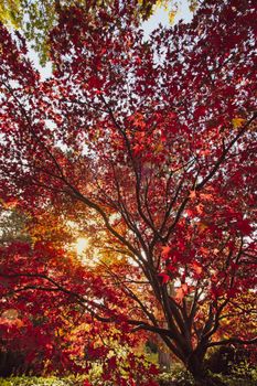 Captivating view of a red maple tree illuminated by golden hour sunlight in a serene outdoor setting.