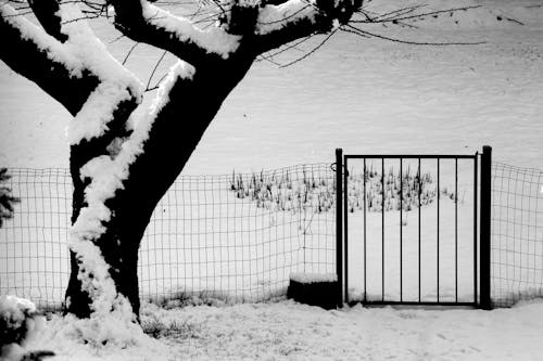 Безкоштовне стокове фото на тему «відтінки сірого, Ворота, дерево»
