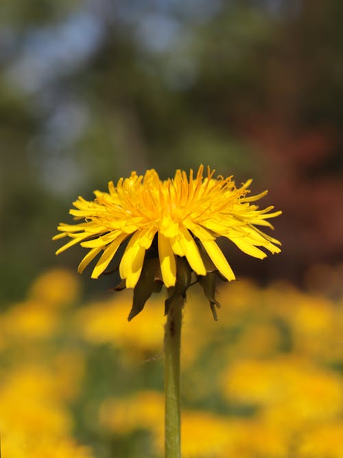 Kostnadsfri bild av blomfotografi, blomning, gul blomma