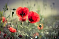 Free stock photo of drug, flower, heroin