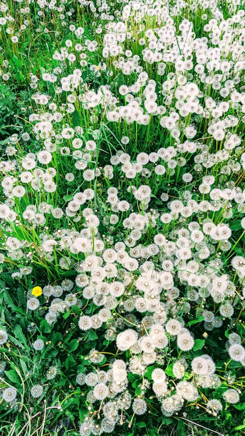 Overhead Shot of Blooming Dandelions 