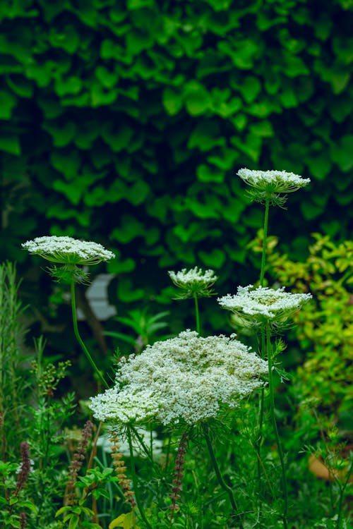 フラワーズ, 成長, 植物の無料の写真素材