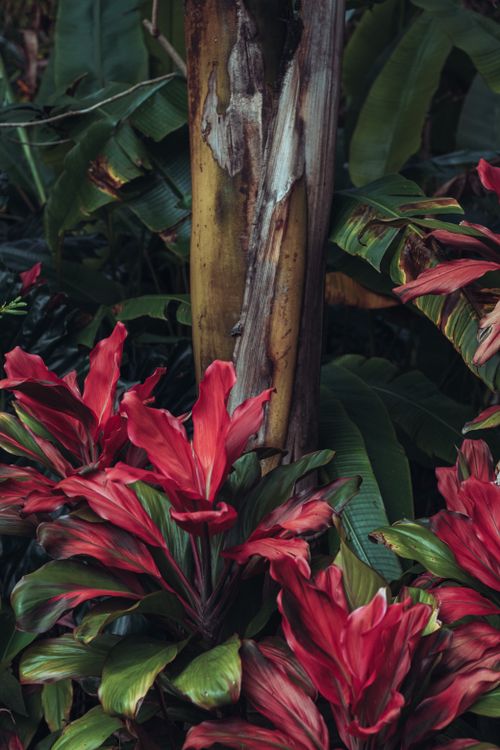 Free A close-up view of lush red Ti plants thriving in a tropical jungle environment, showcasing vibrant foliage. Stock Photo