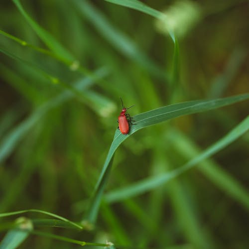 Scarlet Lily Beetle perched on a Leaf 
