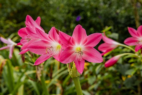 ピンクの花, フローラ, ぼやけた背景の無料の写真素材