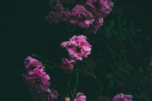 A Pink Damask Roses in Full Bloom