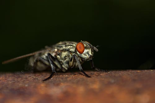 Gratis lagerfoto af hvirvelløse, insekt, makrofotografering