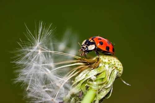 Photos gratuites de coccinelle, fermer, graines de dents-de-lion