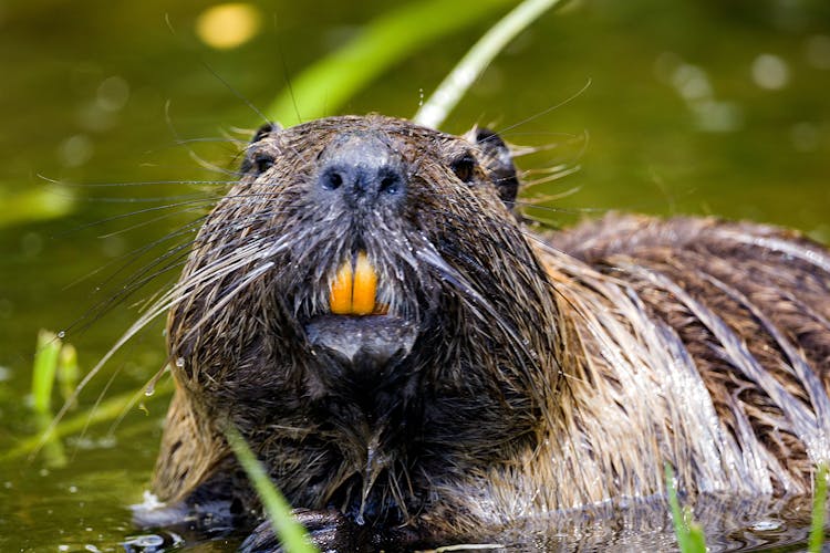 Beaver In Close Up