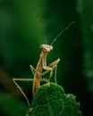 Bug up Images