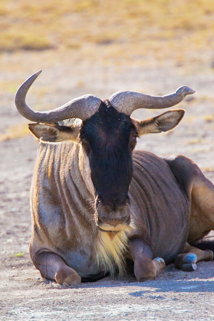 Wildebeest Lying Down