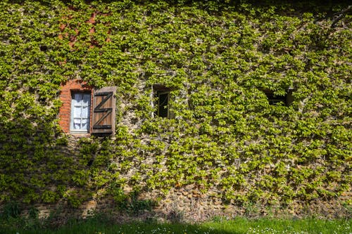 나뭇잎, 벽, 창문의 무료 스톡 사진