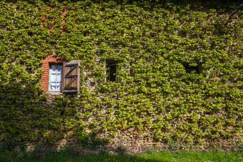 Free A rustic brick wall covered in lush green ivy with wooden windows on a sunny day. Stock Photo