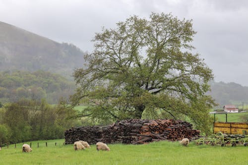 Fotos de stock gratuitas de animales de granja, árbol, leña