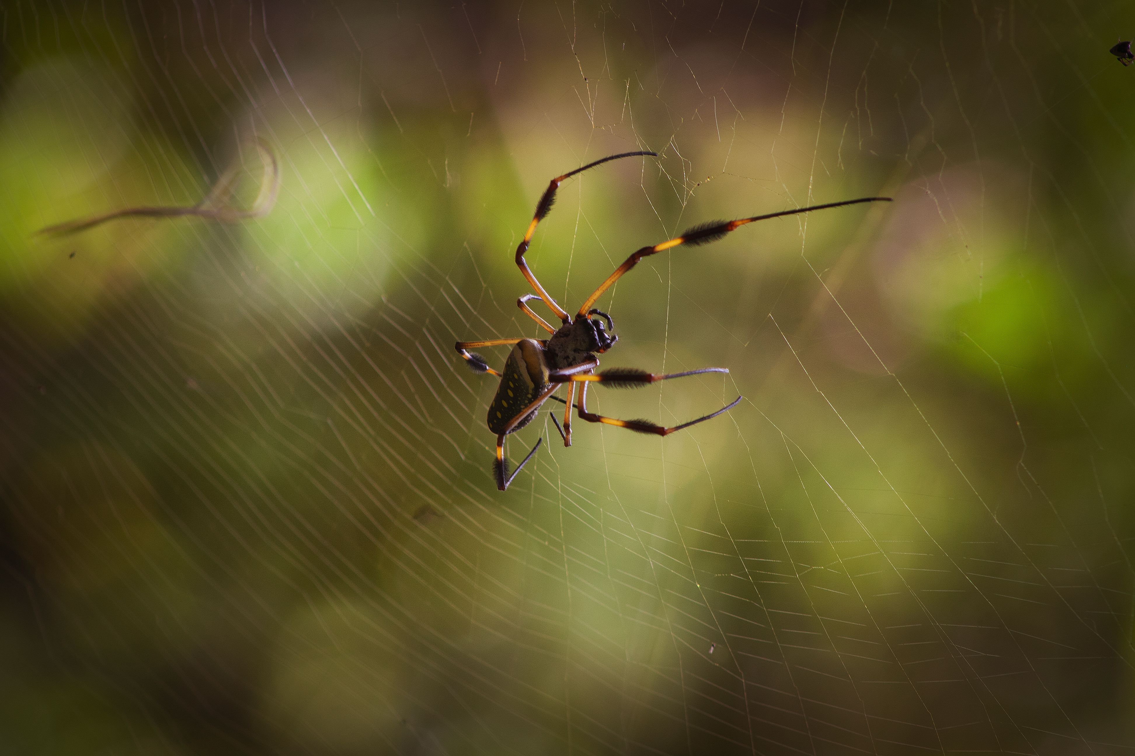 Close-Up Shot of a Texas Orb Weaver Spider ยท Free Stock Photo