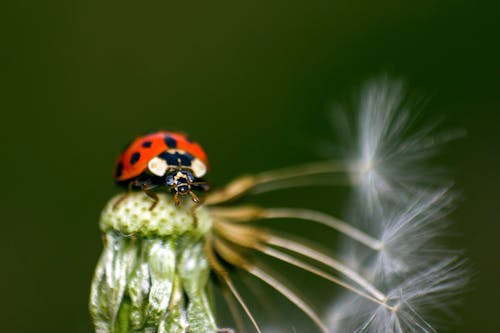 A Ladybug on a Dandelion