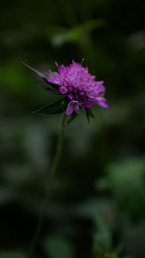 Free Vibrant purple Sweet Scabious (Scabiosa atropurpurea) blooming in nature with a blurred background. Stock Photo