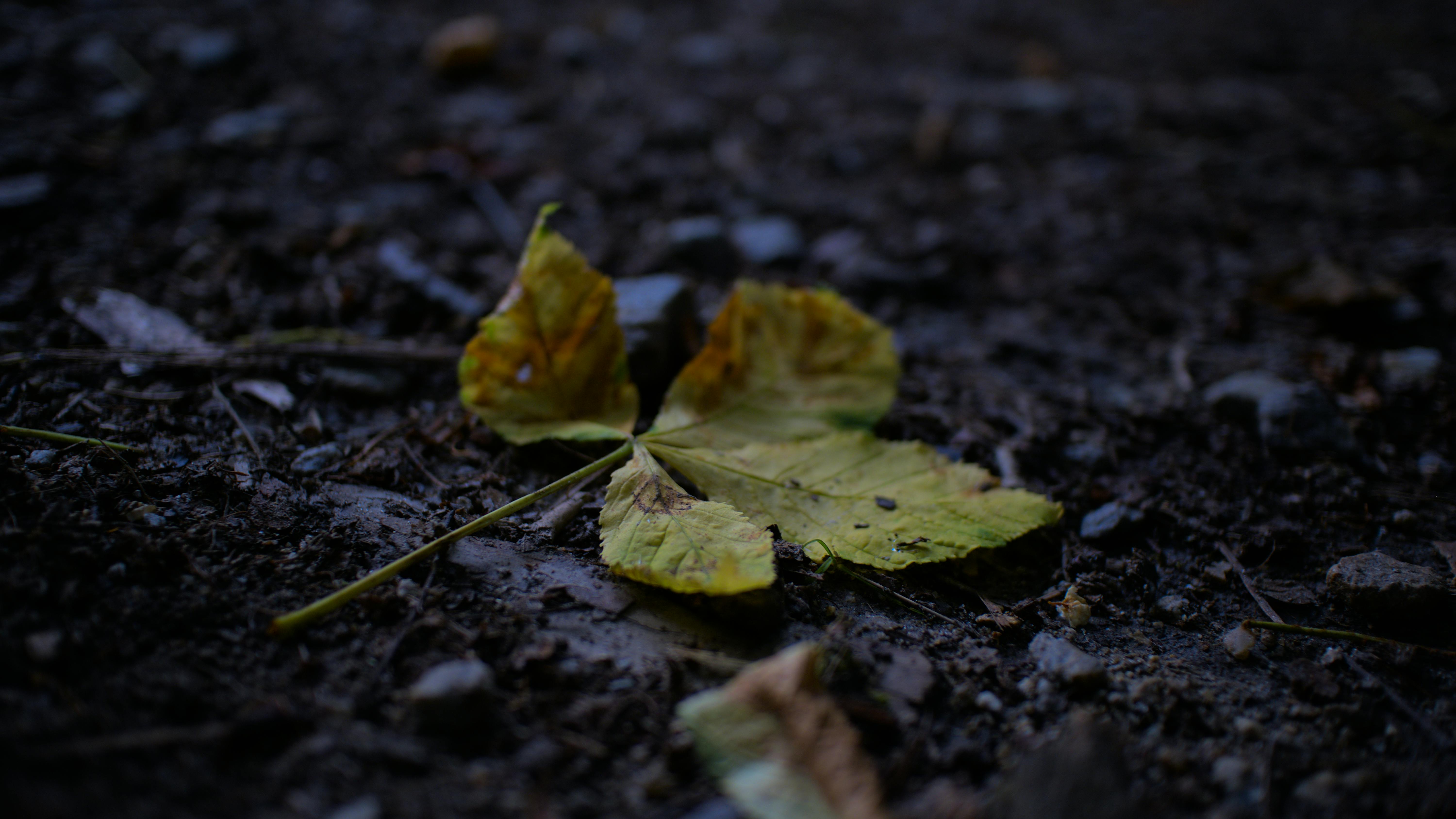 Nature photography of a dry leaf on the forest ground